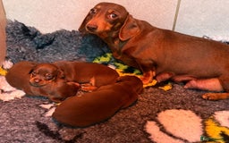 Miniature Dachshund dogs for sale: 🩷 Adorable Miniature Dachshund Puppies💙 - Image 12