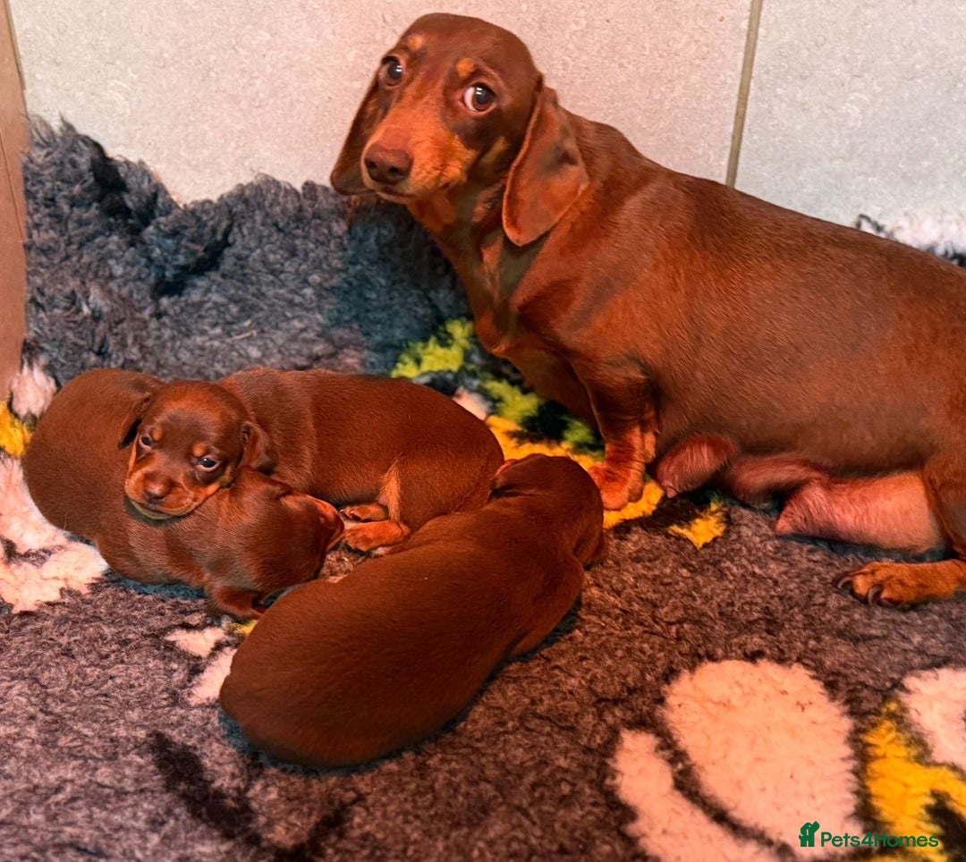 Miniature Dachshund dogs for sale: 🩷 Adorable Miniature Dachshund Puppies💙 - Image 12