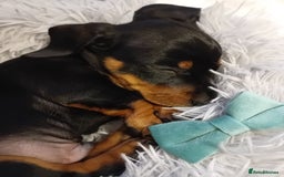 Miniature Dachshund dogs for sale: Miniature short haired daschunds  - Image 7