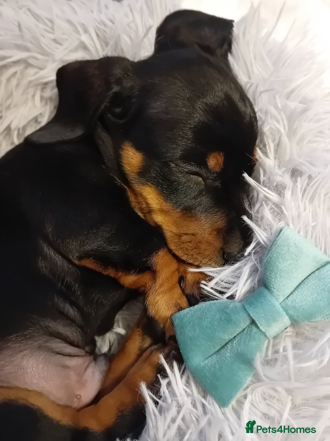 Miniature Dachshund dogs for sale: Miniature short haired daschunds  - Image 7