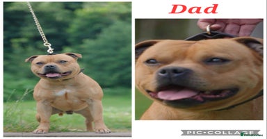 Staffordshire Bull Terrier dogs - Advert 10