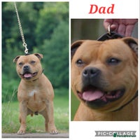 Staffordshire Bull Terrier dogs - Advert 7