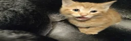 Mixed Breed cats for sale: Gorgeous kittens - Advert 5