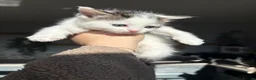 Mixed Breed cats for sale: 2 ragdoll X mackrel tabby kittens left  - Advert 10