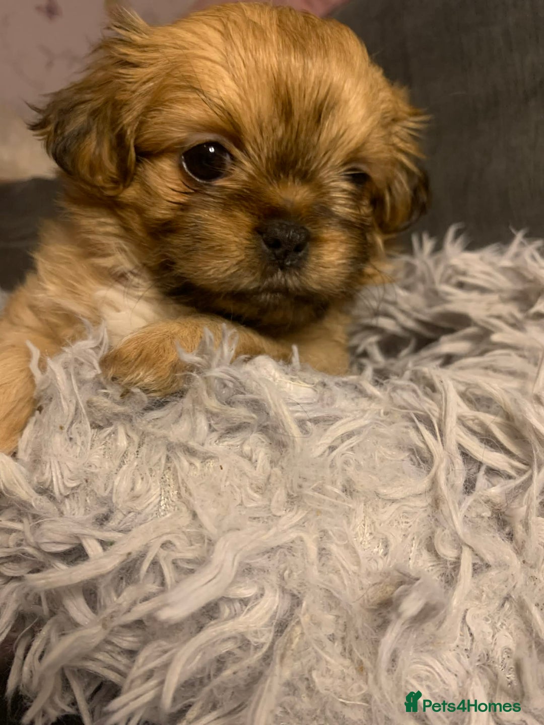 Shih Tzu dogs for sale: Gorgeous litter Shih tzu’s - Advert 5