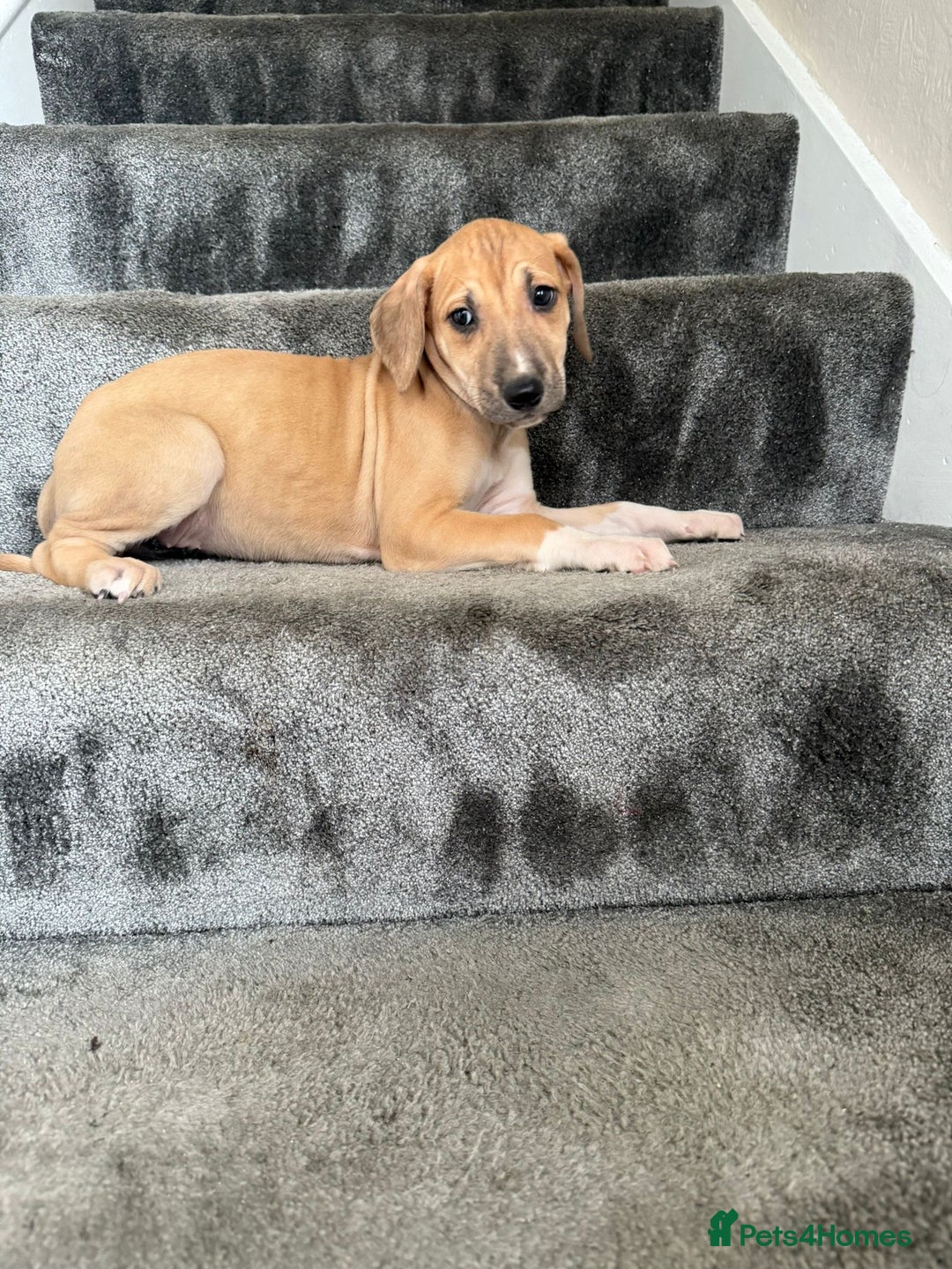 Mixed Breed dogs for sale: Lurcher puppies  - Image 10