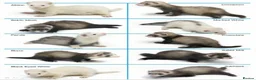 Ferret rodents for sale: Wanted single ferret for loving home Peterborough  in Peterborough - Advert 1