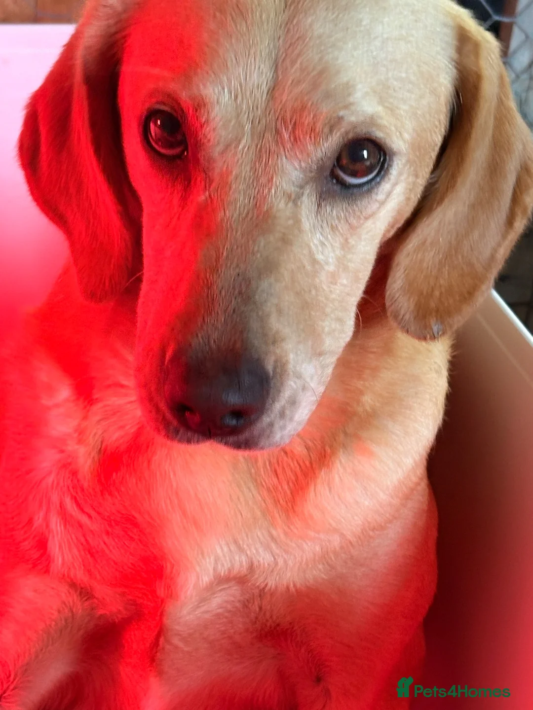 Labrador Retriever dogs for sale: Kennel club registered puppies  - Advert 3