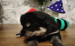 Japanese Shiba Inu dogs for sale: Well bred Japanese shiba inu puppies  - Image 19