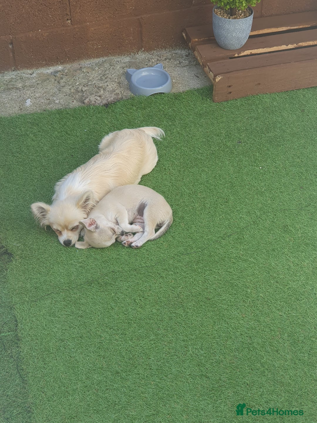 Chihuahua dogs for sale: Chihuahua  - Image 3