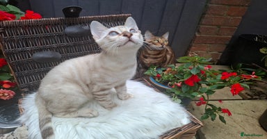 Bengal cats - Advert 5