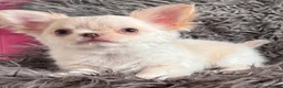 Chihuahua dogs for sale: READY TO GO, tiny cream longcoat chihuahua boy - Advert 4