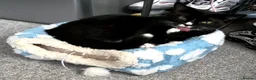 British Shorthair cats for sale: Two 1 Year old Tuxedo Cats - Advert 6