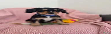 Cavalier King Charles Spaniel 1