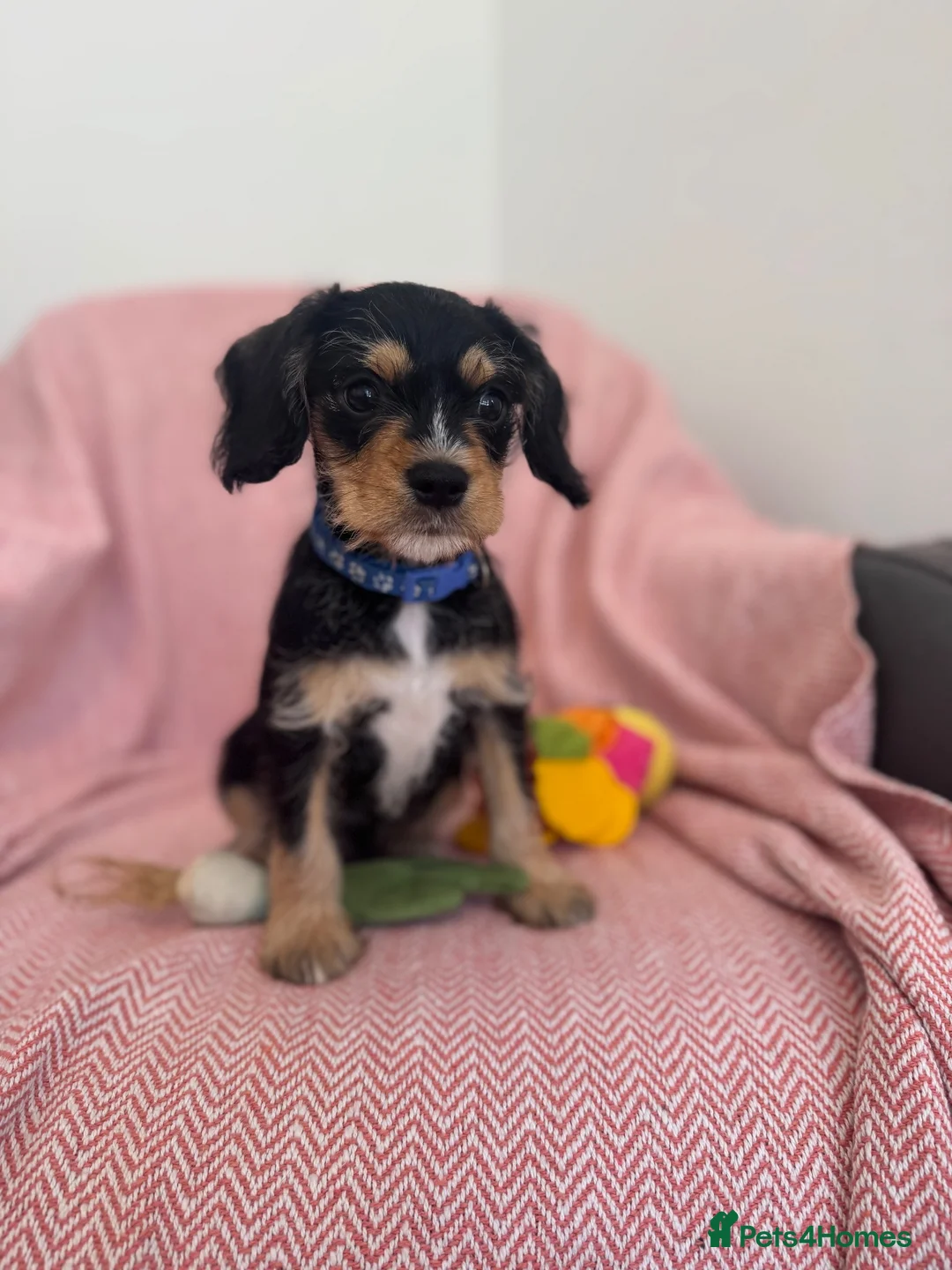 Cavalier King Charles Spaniel dogs for sale: Schnauzerlier,(cavalier x schnauzer)  - Advert 10