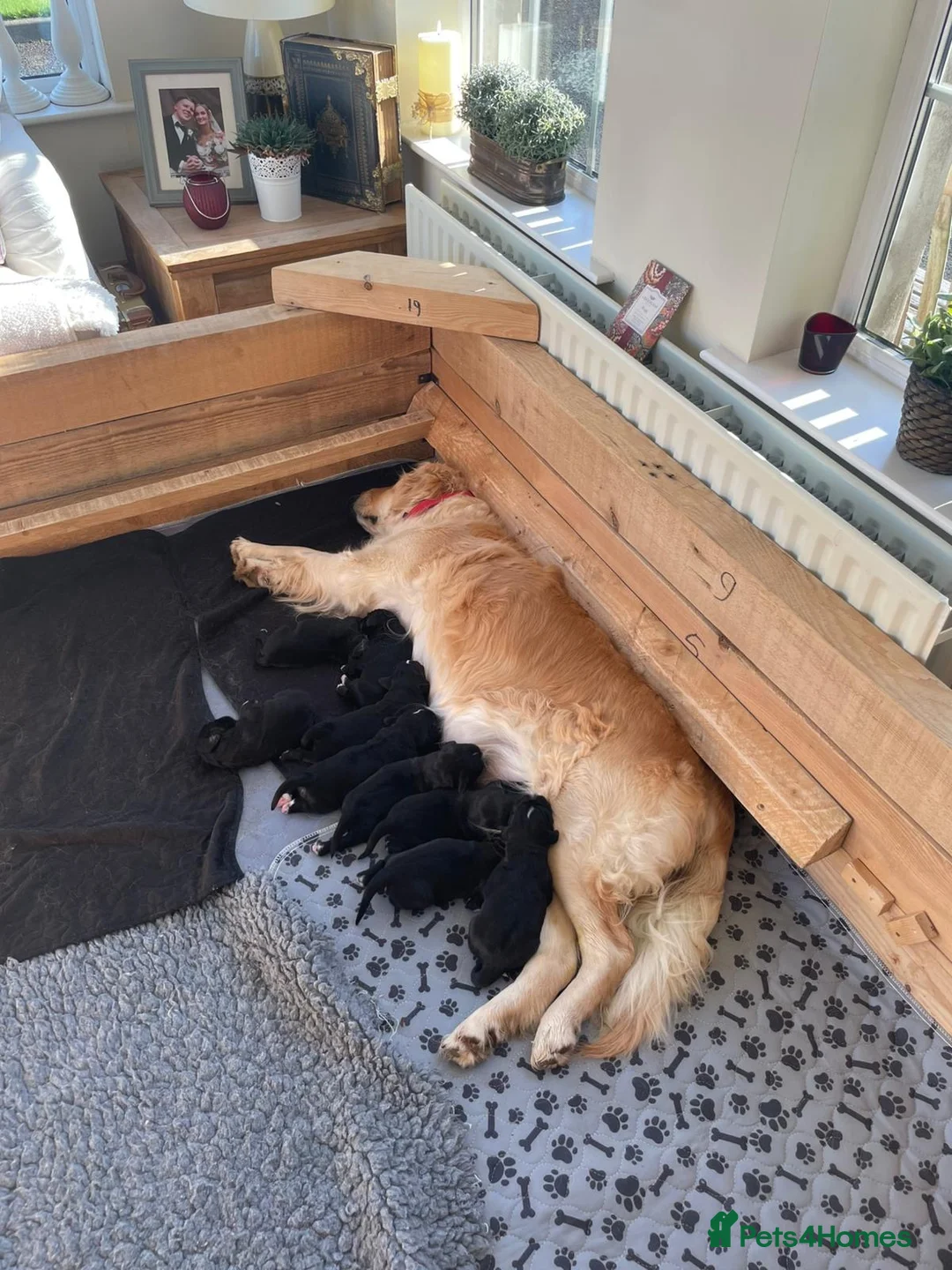 Mixed Breed dogs for sale: Golden Mountain Dog Puppies - Advert 2