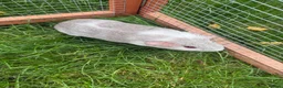 Guinea Pig rodents for sale: Baby guinea pig! - Advert 4