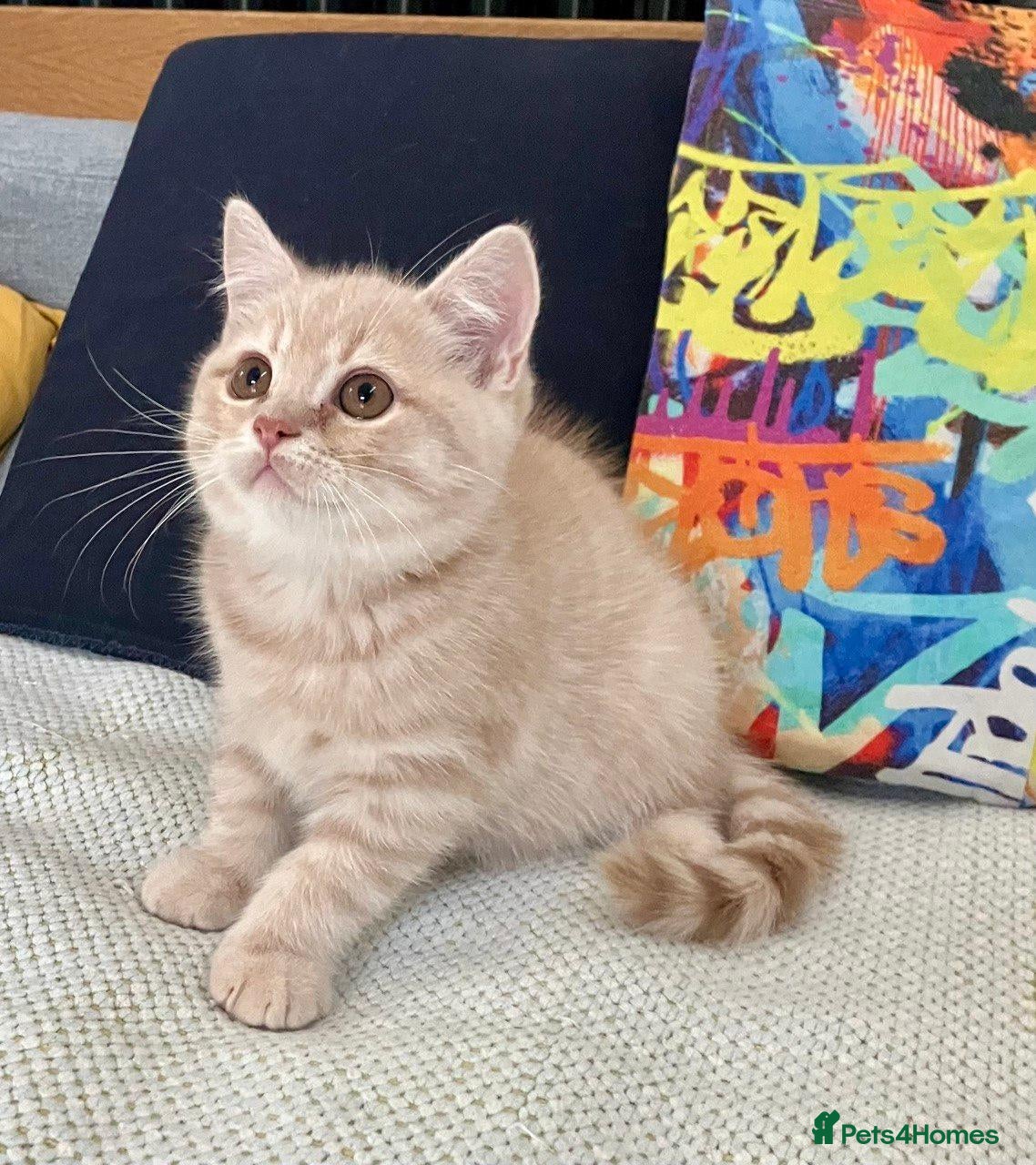 British Shorthair cats PURE BREED BOY - Advert 1