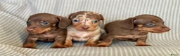 Miniature Dachshund dogs for sale: Miniature Dachshund puppies - Advert 2
