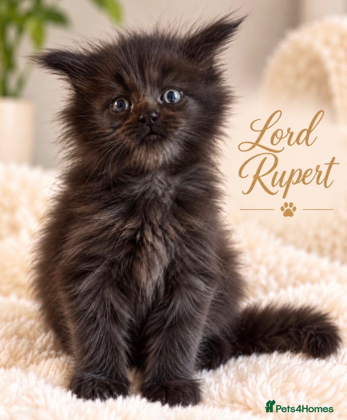 Maine Coon cats for sale: READY NOW , TICA REG MAINECOONS  - Advert 1