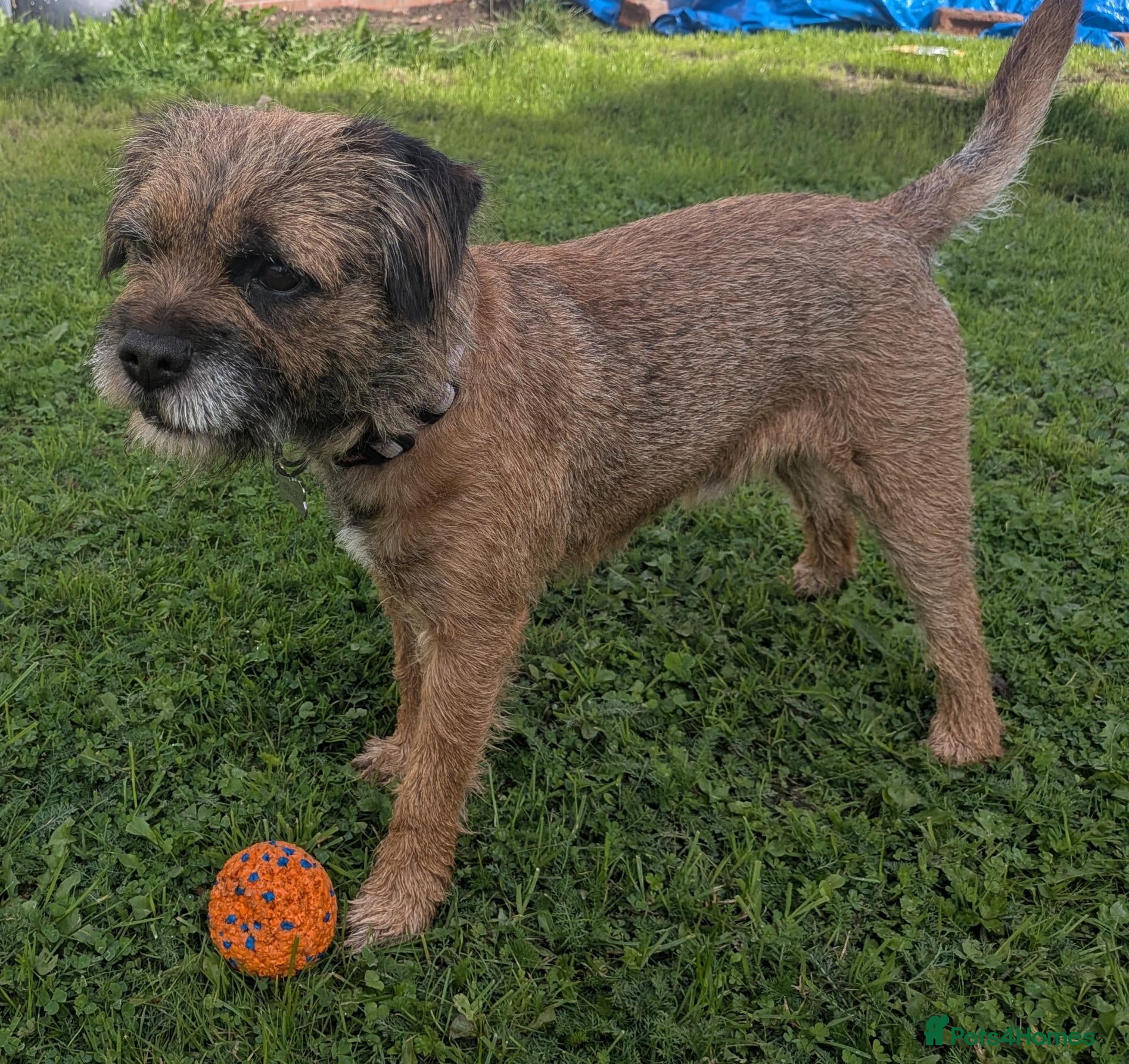 Border Terrier dogs Handsome Teddy Bear - Advert 4