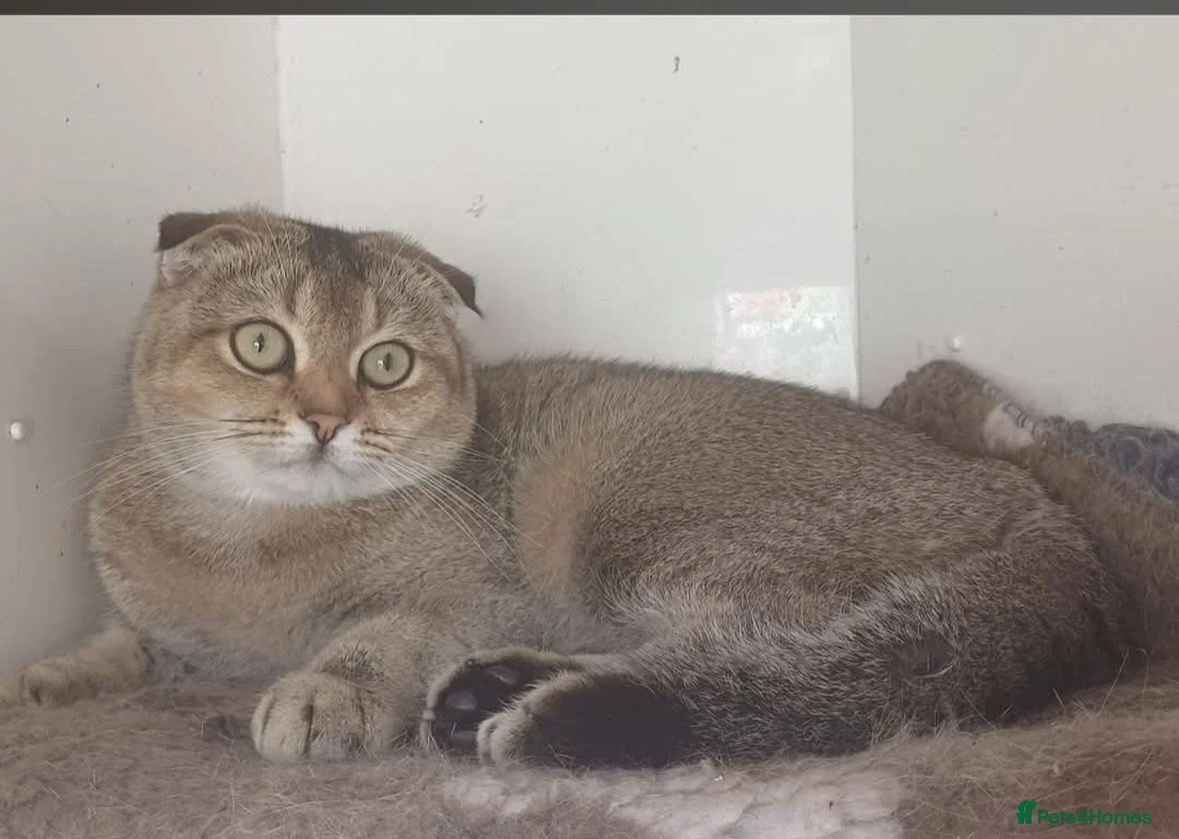 Mixed Breed cats for sale: Pretty socialised kittens  - Advert 13