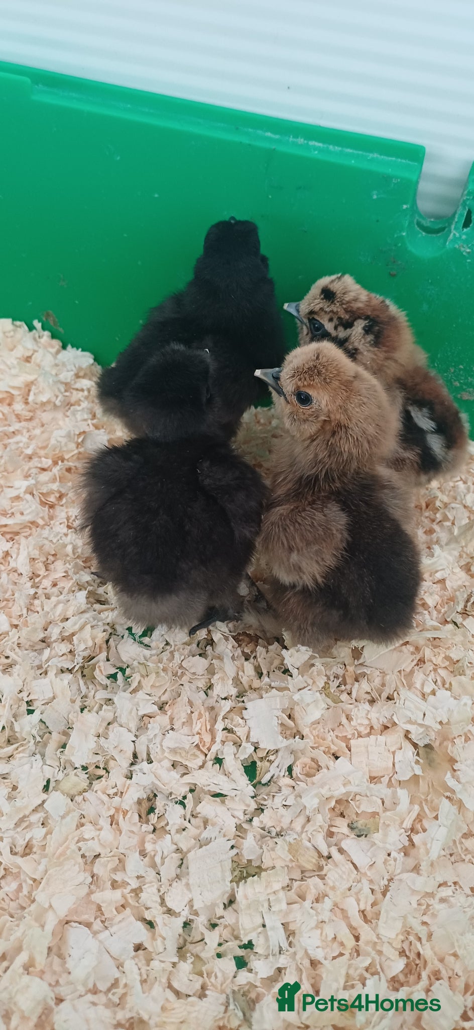 Chickens poultry Silkie chicks, hatching eggs & cockerels available - Advert 20