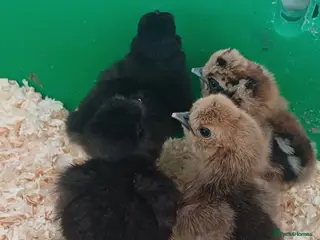 Chickens poultry Silkie chicks, hatching eggs & cockerels available - Advert 20