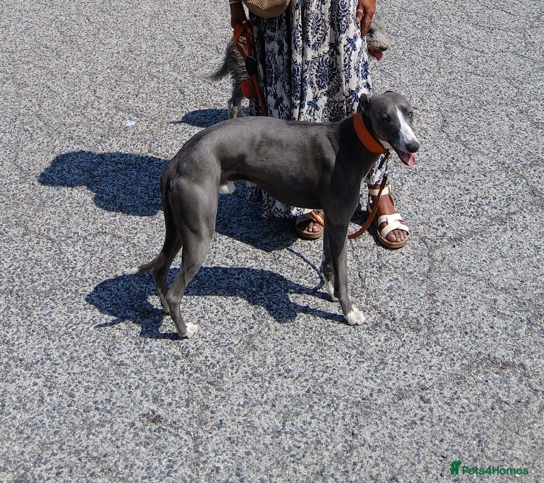 Mixed Breed dogs for sale: Bedlington x Whippet puppies - Image 9