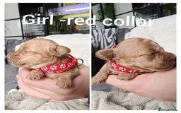 Maltipoo dogs for sale: F1B Toy Maltipoo  - Image 19