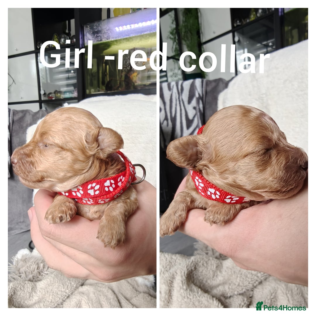 Maltipoo dogs for sale: F1B Toy Maltipoo  - Image 19