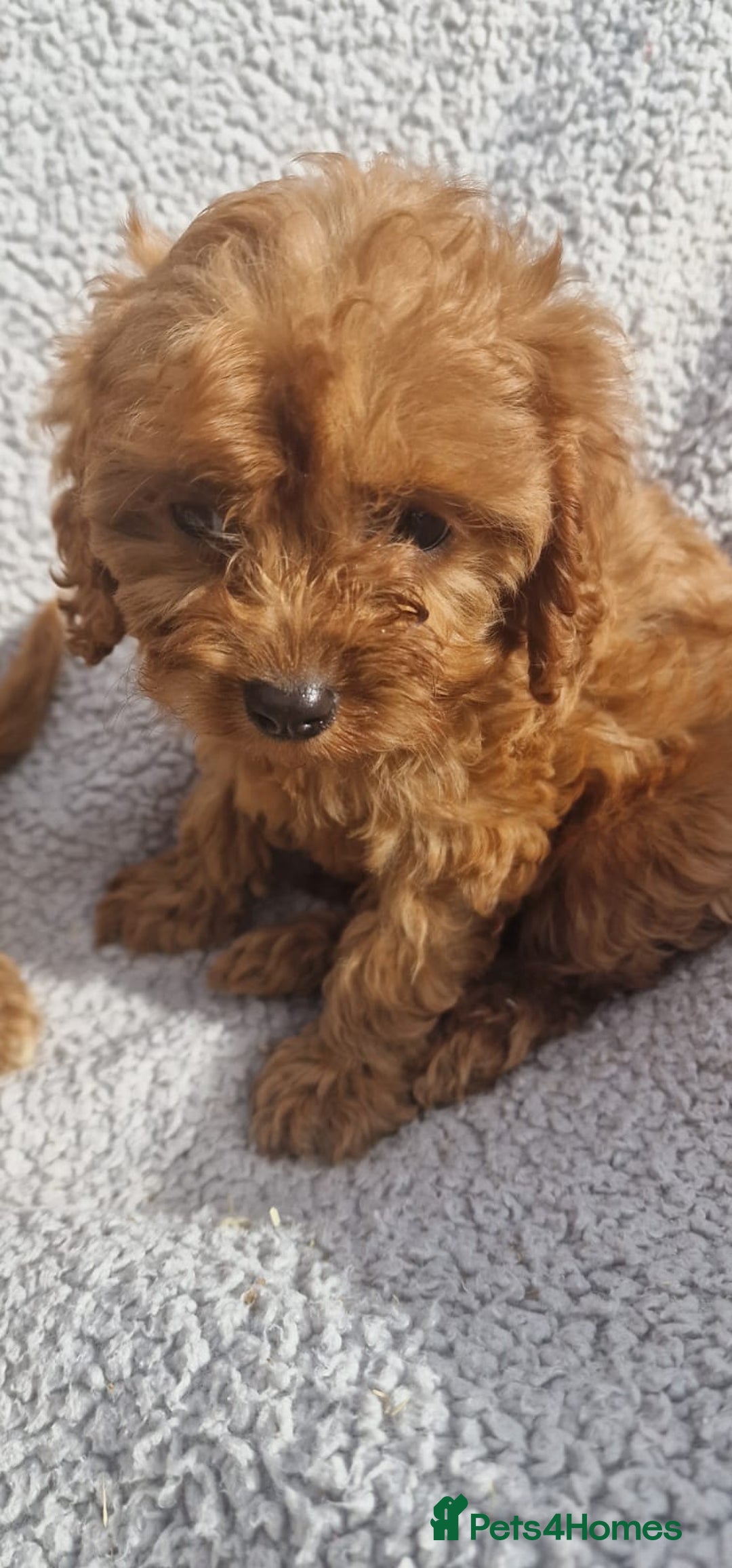 Cavapoo dogs for sale: Exquisite little cavapoos ready to go! - Image 16