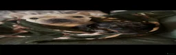 French Bulldog dogs for sale: Big rope  French bulldog puppies  - Advert 2