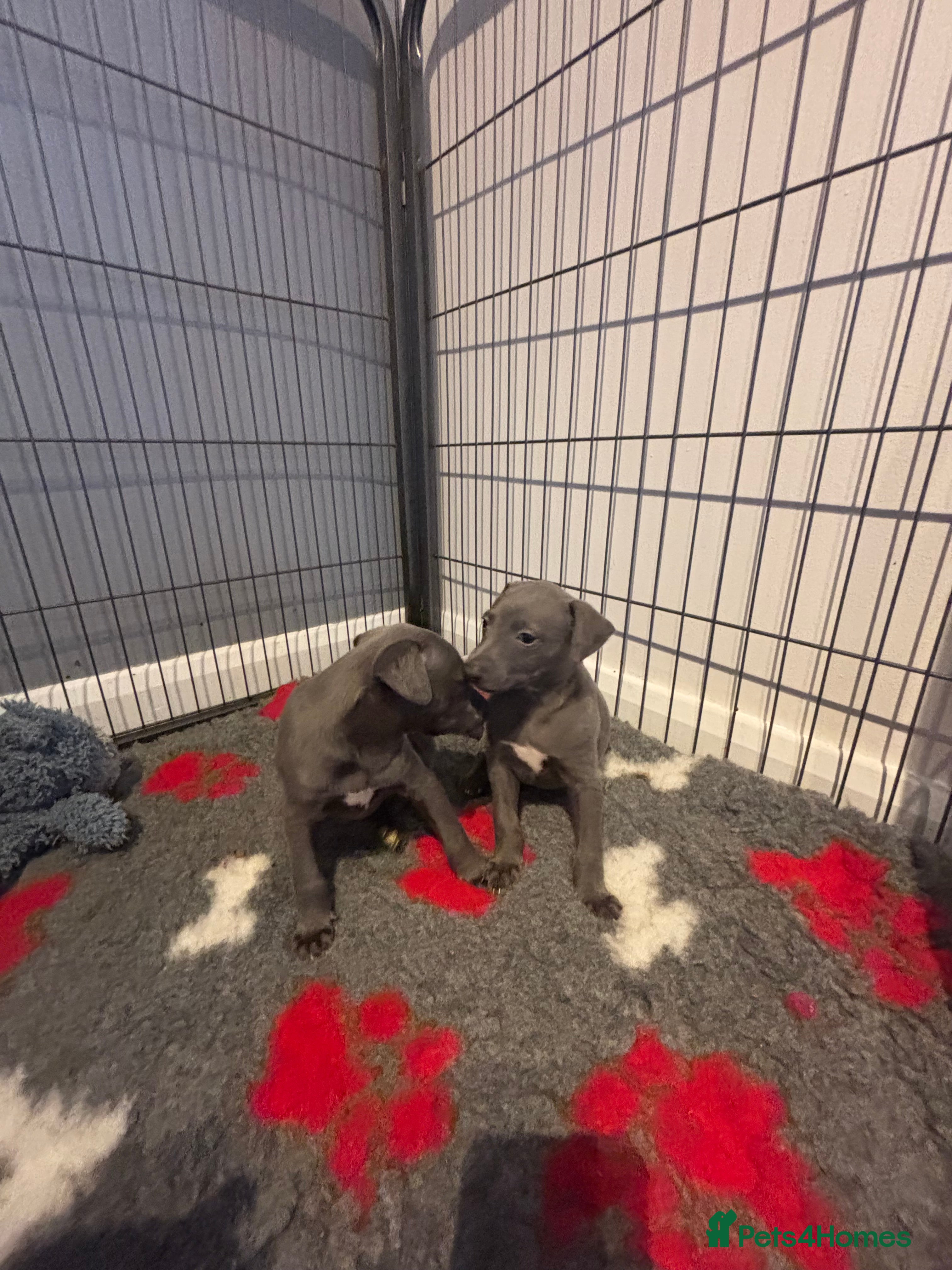 Whippet dogs Stunning Blue KC Reg Whippets Pups  - Advert 2