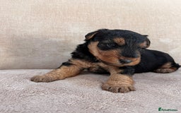 Welsh Terrier dogs for sale: Top Quality Welsh Terrier Male Puppies for Sale - Advert 9