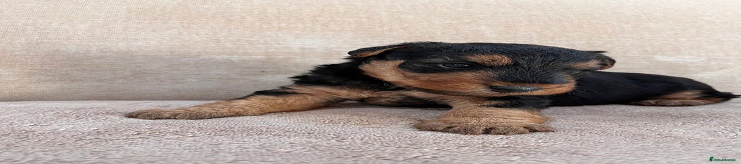 Welsh Terrier Puppy 1