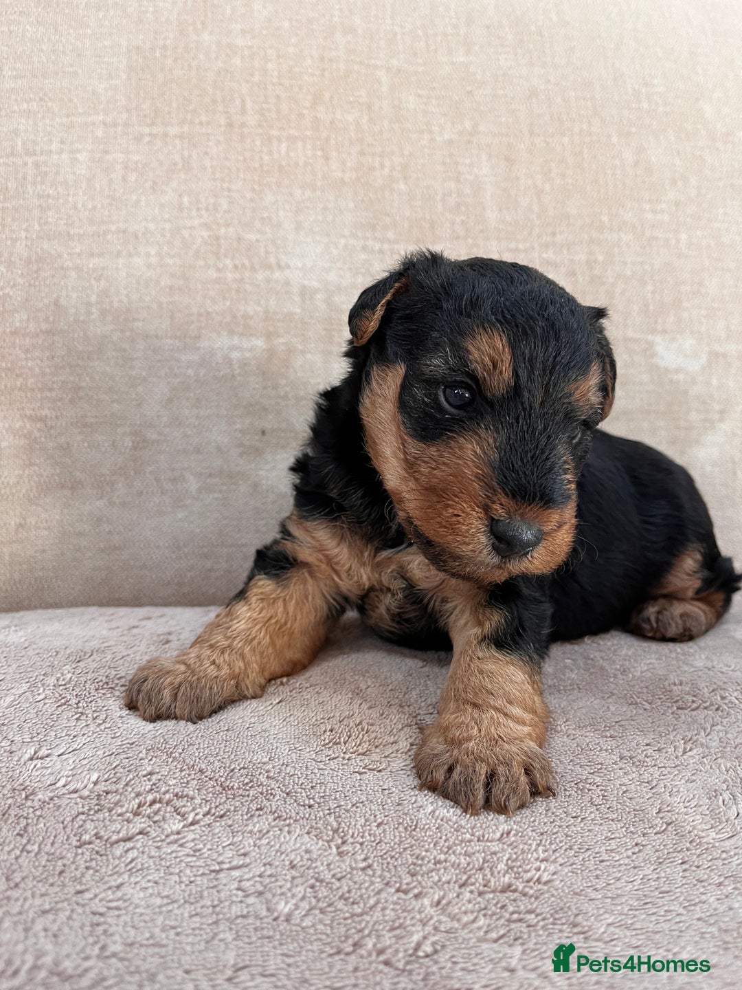 Welsh Terrier dogs for sale: Top Quality Welsh Terrier Male Puppies for Sale - Advert 9