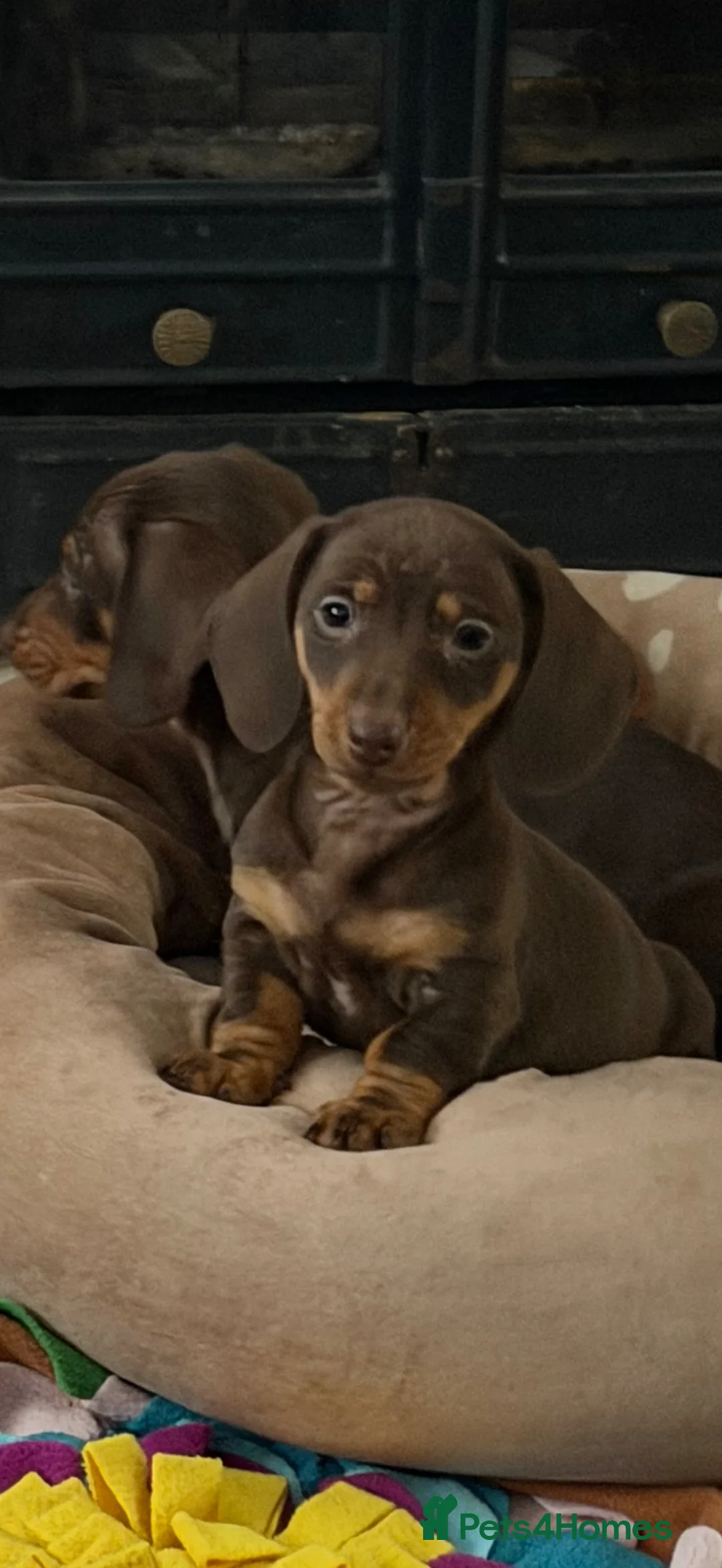 Miniature Dachshund dogs for sale: Miniature dachshund puppies  - Advert 2