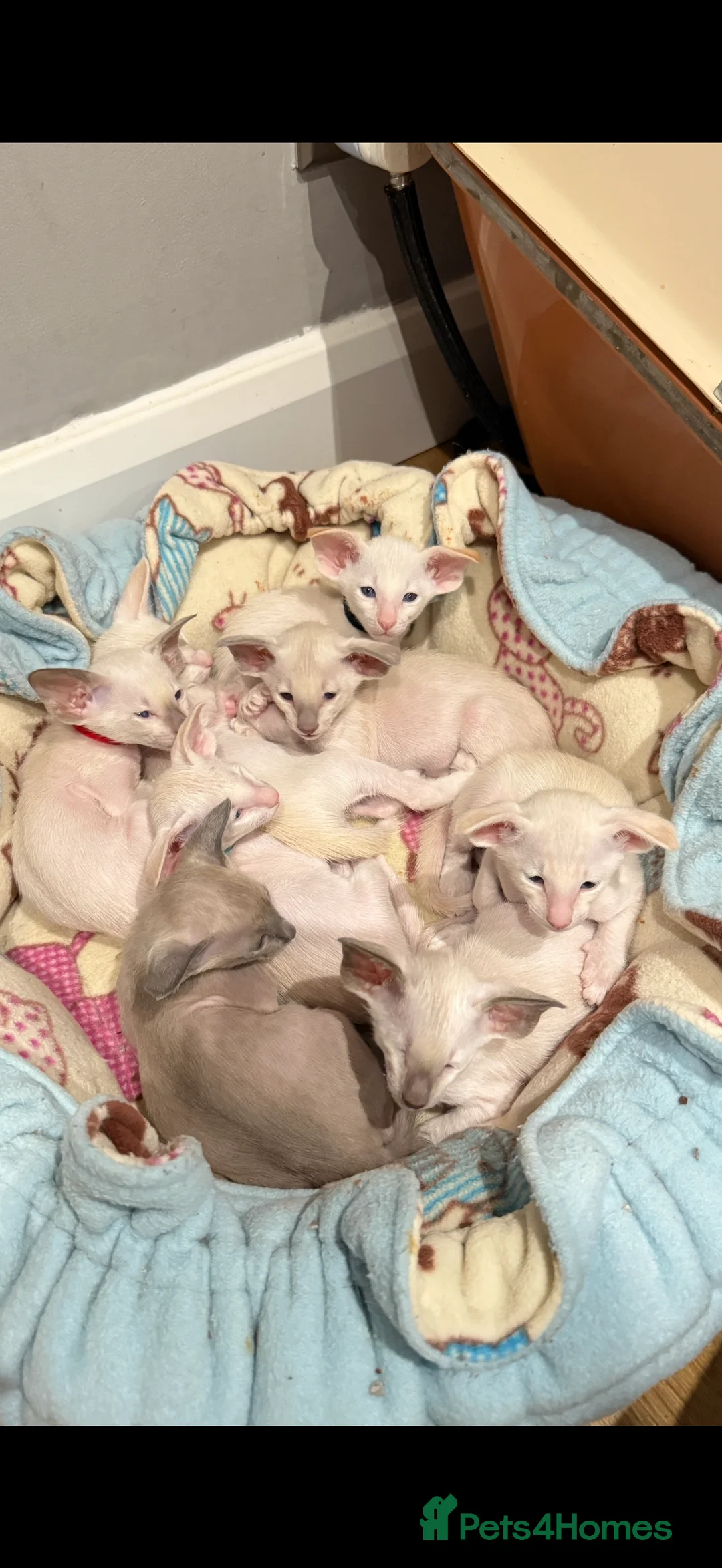 Siamese cats for sale: GCCF registered Siamese Boys - Advert 1