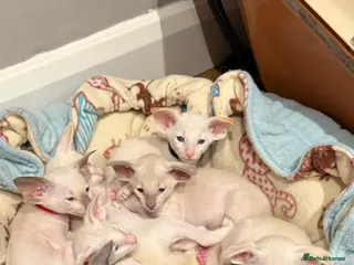 Siamese cats GCCF registered Siamese Boys - Advert 1