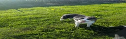 Border Collie dogs for sale: Bryn black and white collie - Advert 1