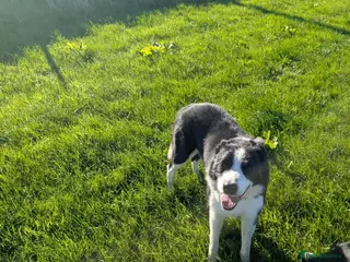 Border Collie dogs Bryn black and white collie - Advert 1