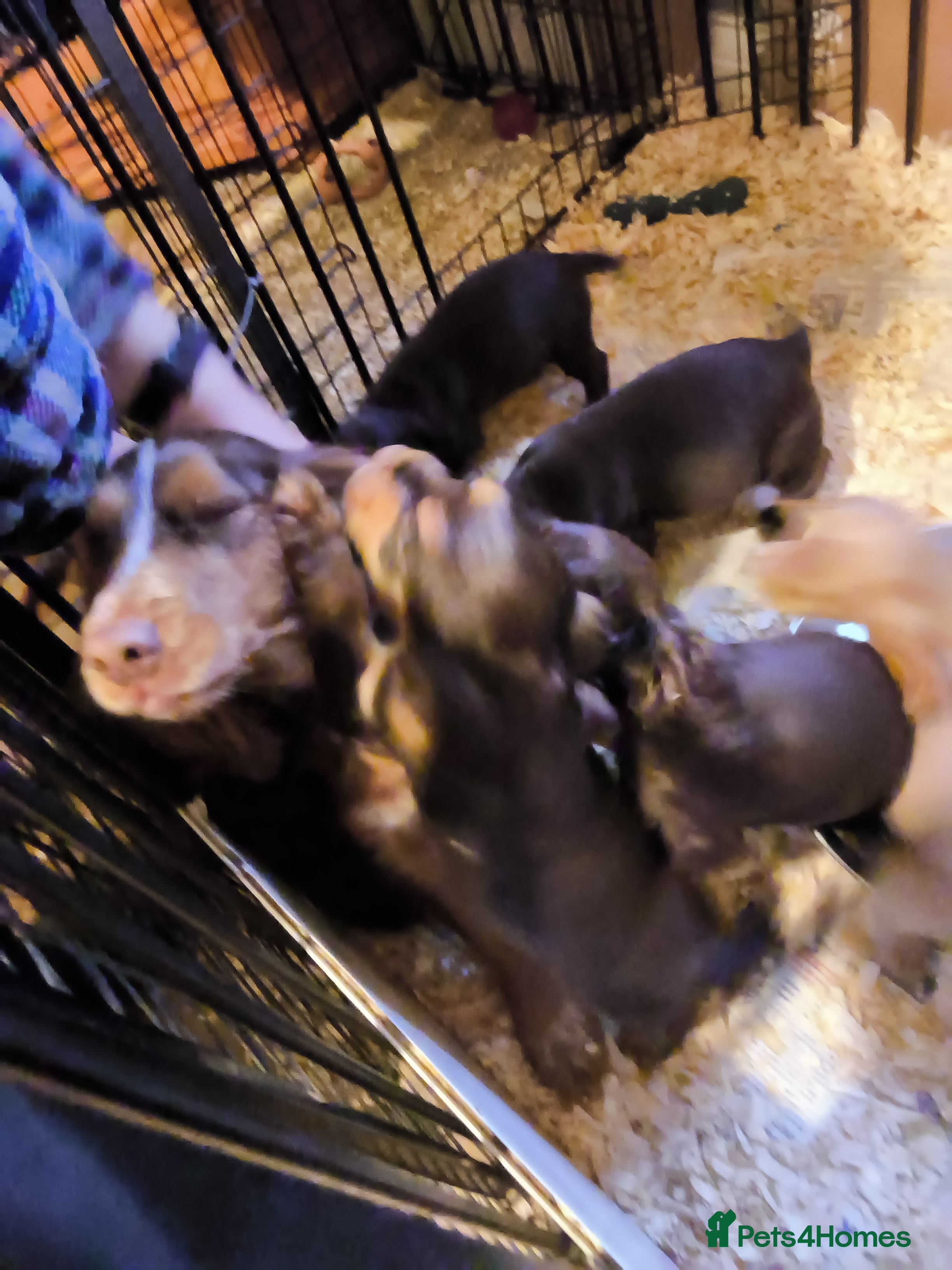 Cocker Spaniel dogs Cocker spaniel  - Advert 1