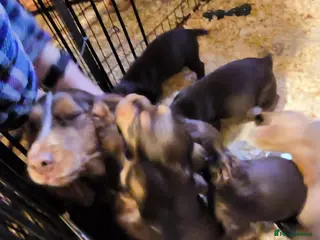 Cocker Spaniel dogs Cocker spaniel - Advert 1