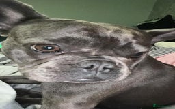 French Bulldog dogs for adoption: Meet BONNIE - a Lovely Girl, for a Loving Home - Image 2