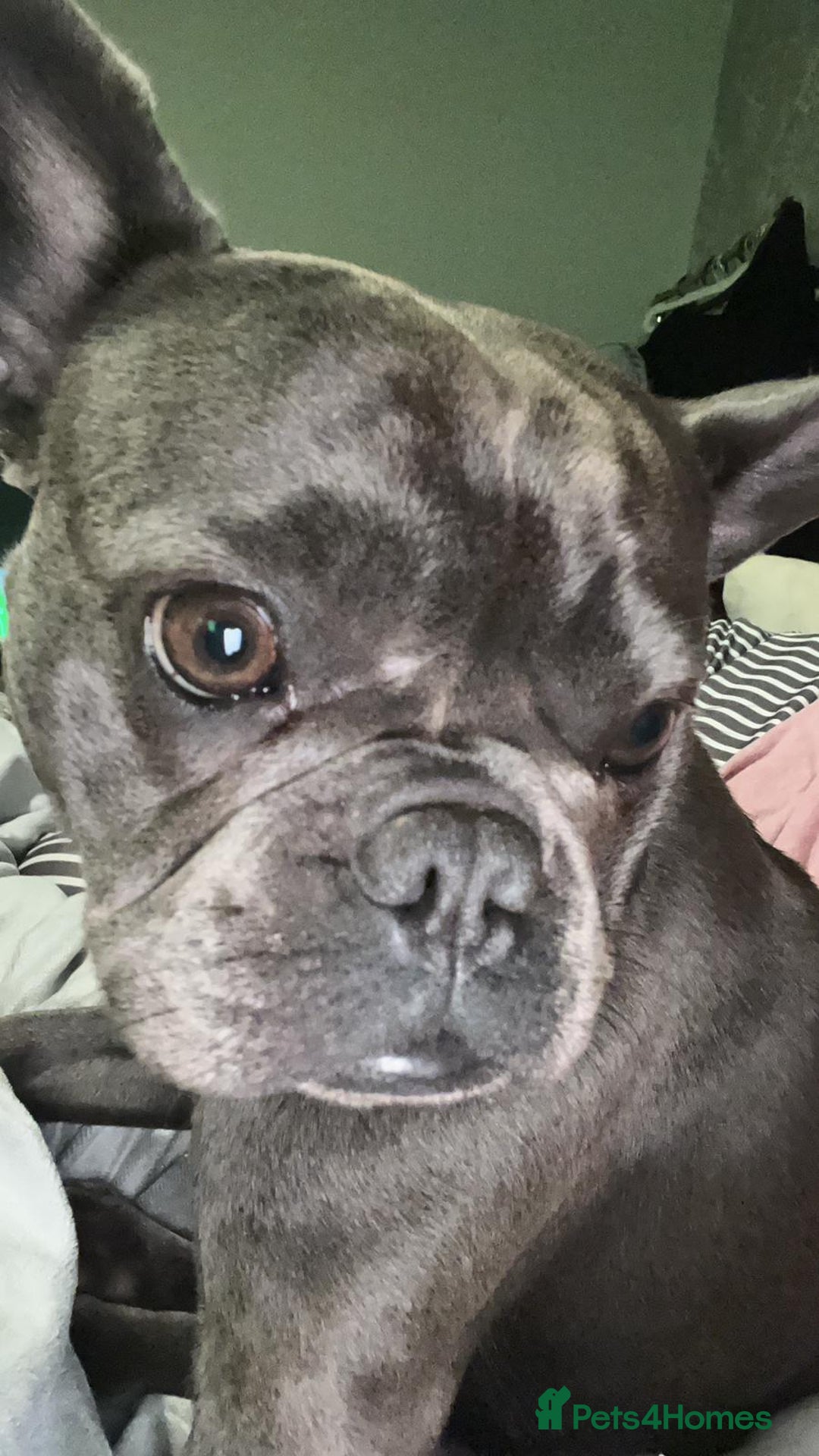 French Bulldog dogs for adoption: Meet BONNIE - a Lovely Girl, for a Loving Home - Image 2