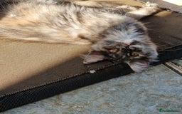 Maine Coon cats for sale: Stunning maine coon kittens - Image 14