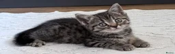 British Shorthair cats for sale: Silver Spotted British Shorthair Kittens - Advert 27