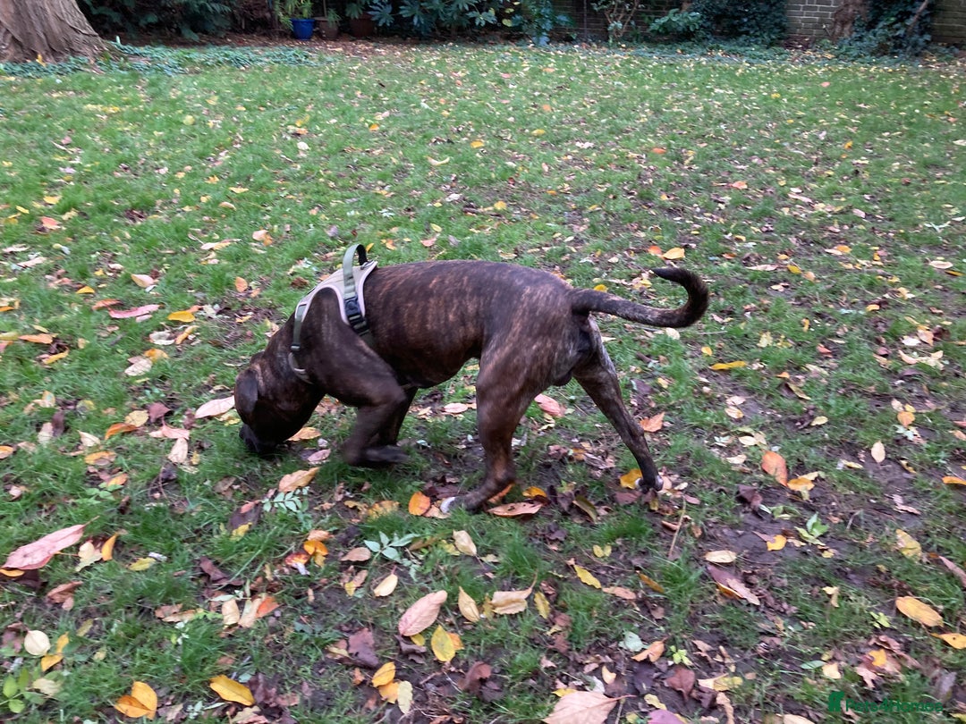 American Bulldog dogs for sale: A loving home needed for an American Bulldog.  - Advert 3