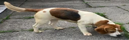 Beagle dogs for sale: 2 Kc Reg Beagles Girls For Sale - Advert 2